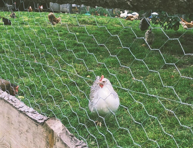 Heißes eingetauchtes galvanisiertes sechseckiges Loch Hühner-Mesh Fences 22 Messgerät-25mm 1