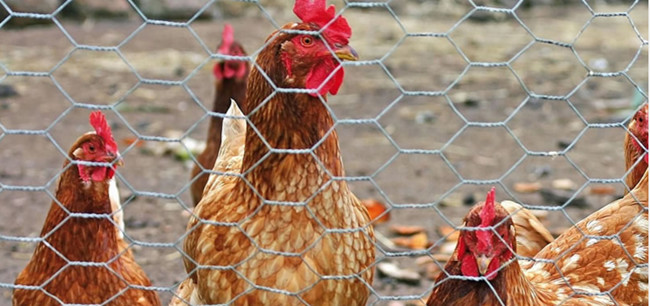 Huhn Mesh Fence Hexagonal AISI EN10223 des Edelstahl-304 2