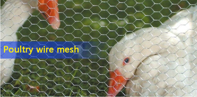 Galvanisierter sechseckiger Draht Mesh Netting For Feeding Chicken BWG 12 und Haustiere 0