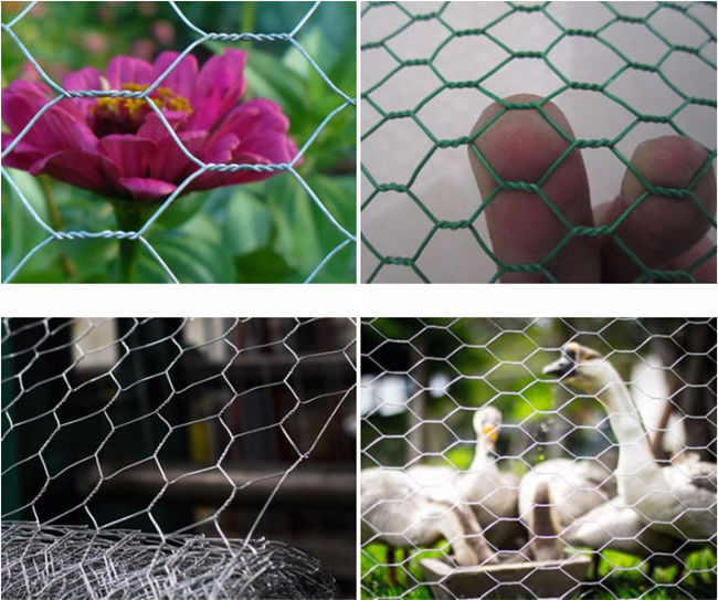 Sechseckige Breite Mesh Fences Q195 0.5m HDG Hühnerfür Geflügel 1