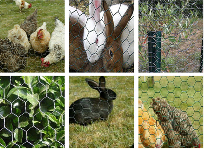 Sechseckiges heißes Bad galvanisierte 6ft hohen Maschendraht Mesh For Bird Cage 1