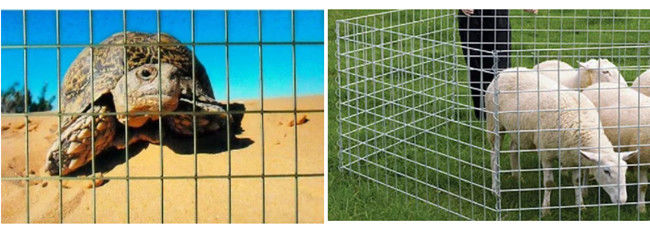 50×50×2.5mm Metallkäfig-Pulver beschichteter Draht Mesh Panels 2.2m galvanisierte Stahl 2